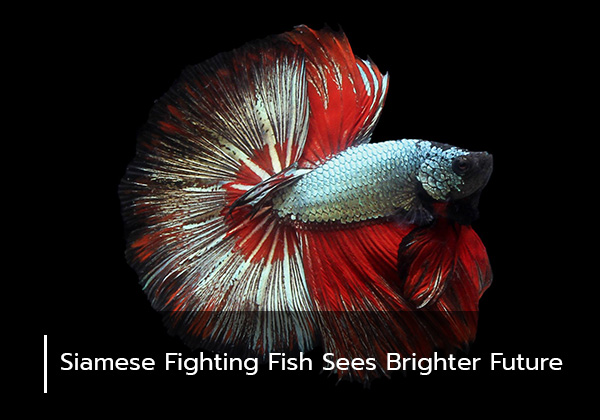 Siamese Fighting Fish Sees Brighter Future