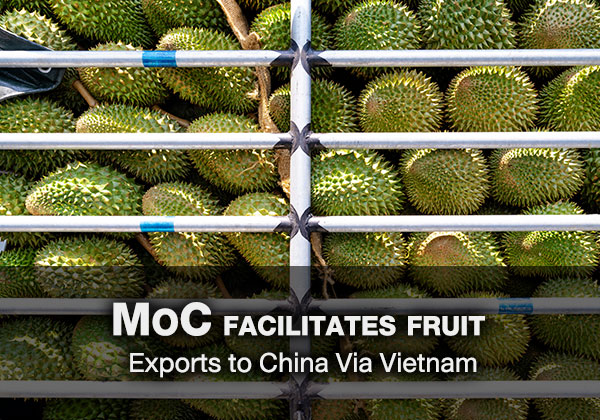 MoC Facilitates Fruit Exports to China Via Vietnam