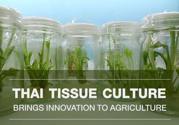 Thai Tissue Culture Brings Innovation to Agriculture